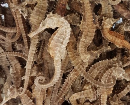Dry Seahorse