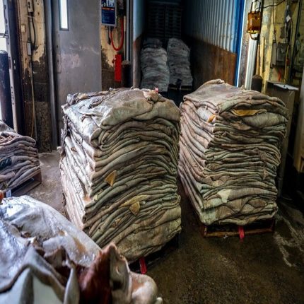 Wet Salted Cow Skins