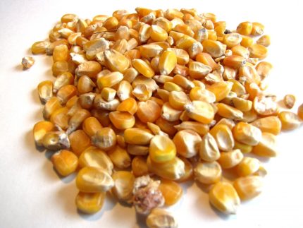 Animal Feed Maize