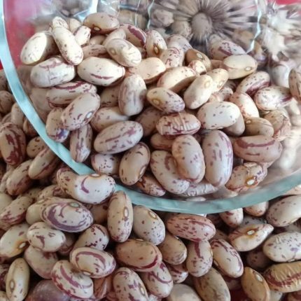 Pinto Beans