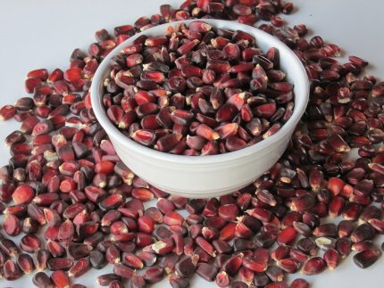 Red Corn/Maize